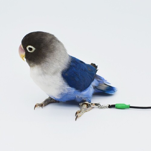 20ft parrot bird harness - 20ft, leg